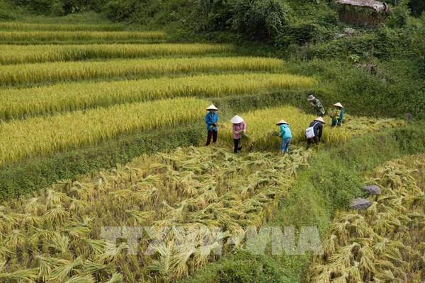 Vùng cao Đà Bắc thoát nghèo nhờ nguồn vốn vay ưu đãi
